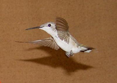 Ruby-throated Hummingbird at my home in Chapel Hill