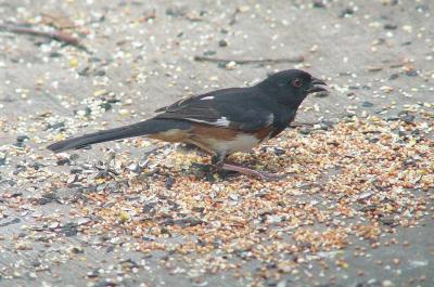 u40/helmutnc/medium/39329495.towhee.jpg