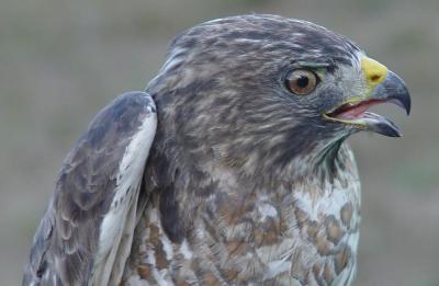 Broad-winged Hawk adult