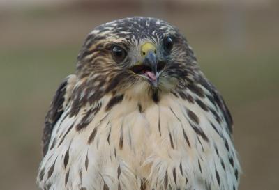 Broad-winged Hawk juvenile