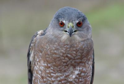 Cooper's Hawk adult male