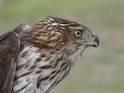 Cooper's Hawk juvenile male