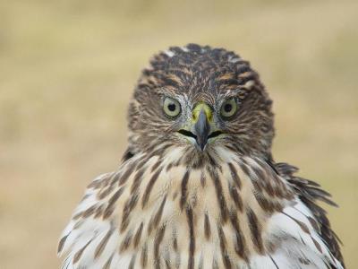 Cooper's Hawk juvenile male