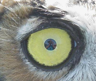 Self-portrait in an owl's eye