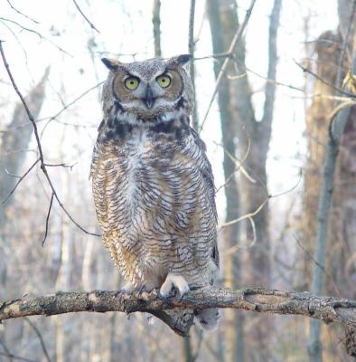 Great Horned  Owl