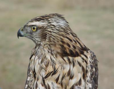 Northern Goshawk juvenile male