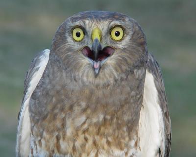 Northern Harrier adult male