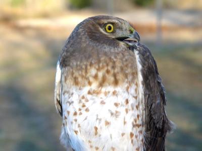 Northern Harrier adult male