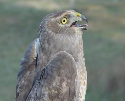 Northern Harrier adult male