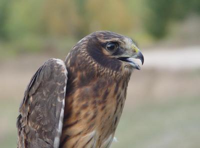 Northern Harrier juvenile female