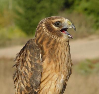 Northern Harrier juvenie male