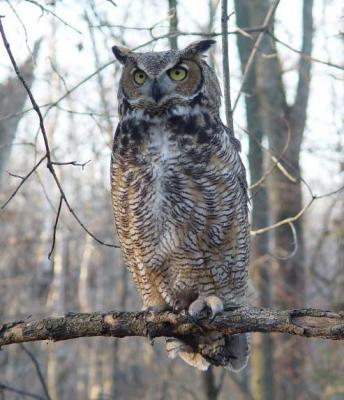 Great Horned Owl