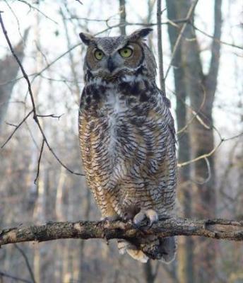 Great Horned  Owl