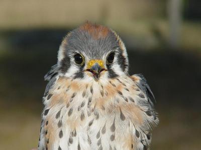 American Kestrel male