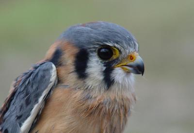 American Kestrel male