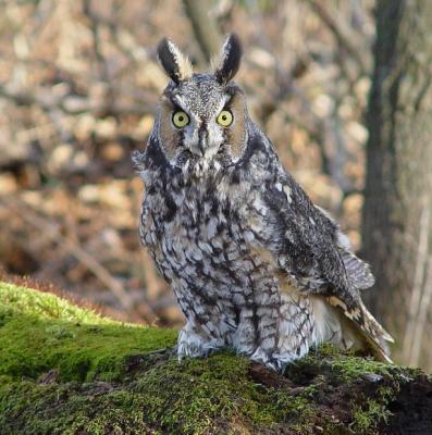 Long-eared Owl