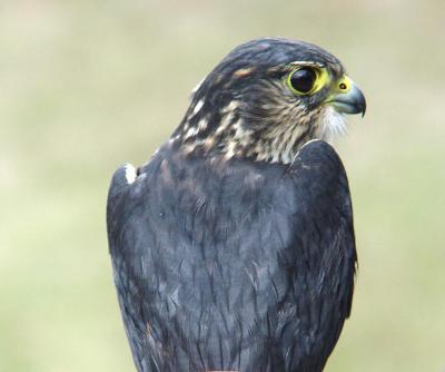 Merlin adult male