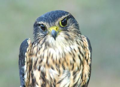 Merlin adult male