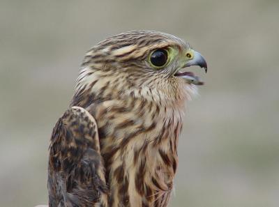 Merlin juvenile female