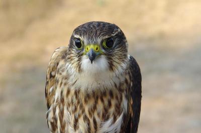 Merlin juvenile male