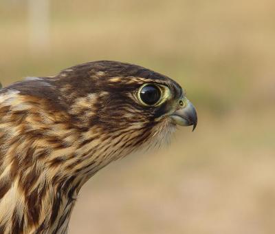 Merlin juvenile male