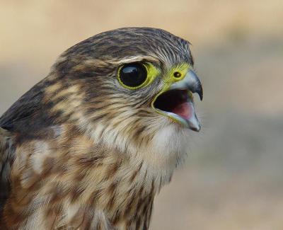 Merlin juvenile male