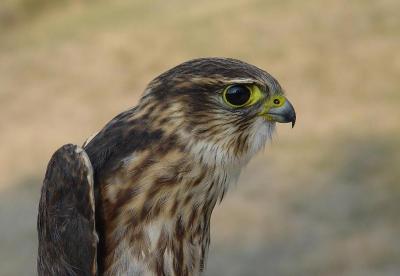 Merlin juvenile male