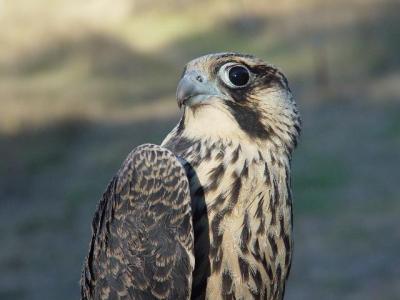 Peregrine Falcon juvenile male