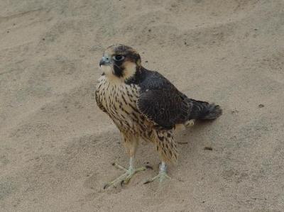 Peregrine Falcon juvenile male