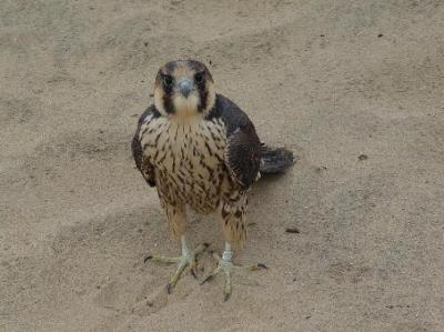 Peregrine Falcon juvenile male