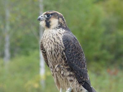 Peregrine Falcon juvenile male