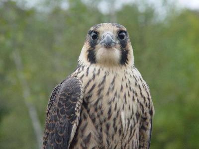 Peregrine Falcon juvenile female