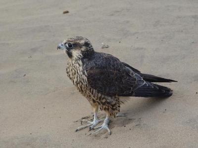 Peregrine Falcon juvenile male