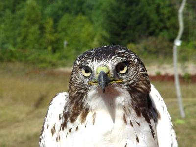 Red-tailed Hawk juvenile