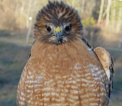 Red-shouldered Hawk adult