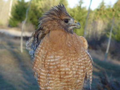 Red-shouldered Hawk adult