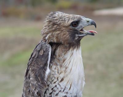 Red-tailed Hawk adult