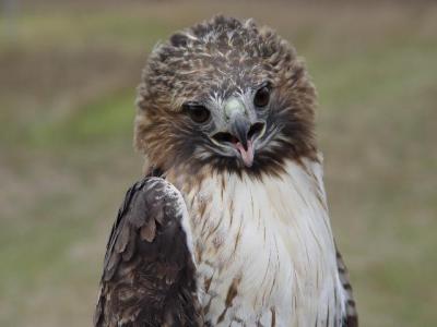 Red-tailed Hawk adult