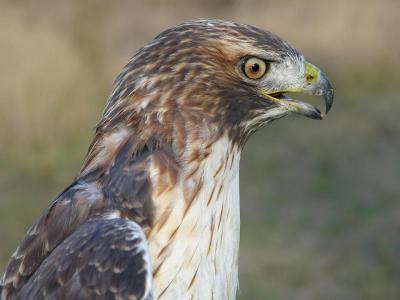 Red-tailed Hawk adult