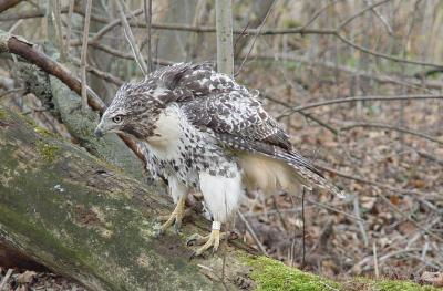 Red-tailed Hawk juvenile