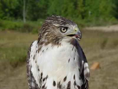 Red-tailed Hawk juvenile