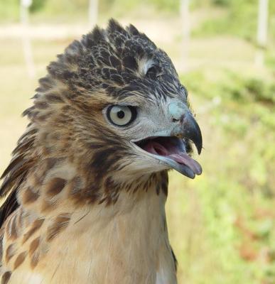 Red-tailed Hawk juvenile