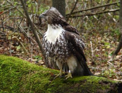 Red-tailed Hawk juvenile