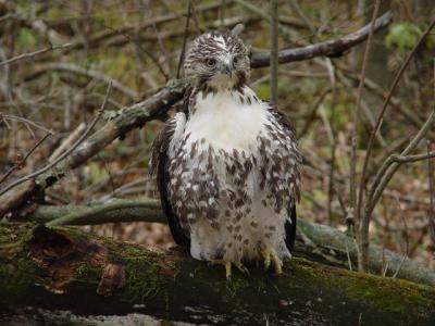 Red-tailed Hawk juvenile