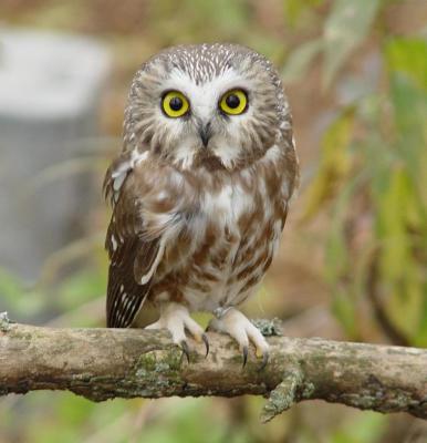 Saw-whet Owl