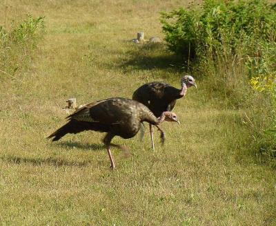 Wild Turkey