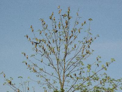 Cedar Waxwings