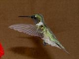 Ruby-throated Hummingbird at my home in Chapel Hill