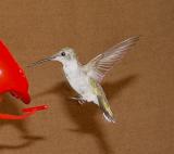 Ruby-throated Hummingbird at my home in Chapel Hill