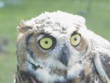 Great horned Owl juvenile